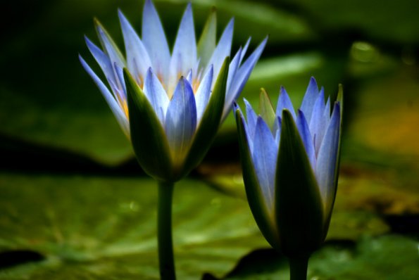 Blue Lotus of the Nile: The Narcotic Lily - Mermade Magickal Arts