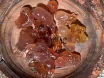 "Honey" Oman  Frankincense - Bosellia sacra  - 2oz.