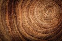 Cedar Wood Melange - Deeply Fragrant Woods